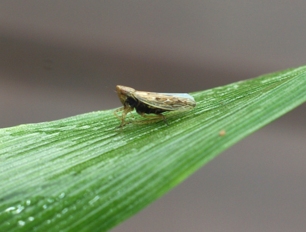 Kř&iacute;sek na listu obilniny, v&nbsp;poloze před odskočen&iacute;m (foto&copy;Josef Pozděna)