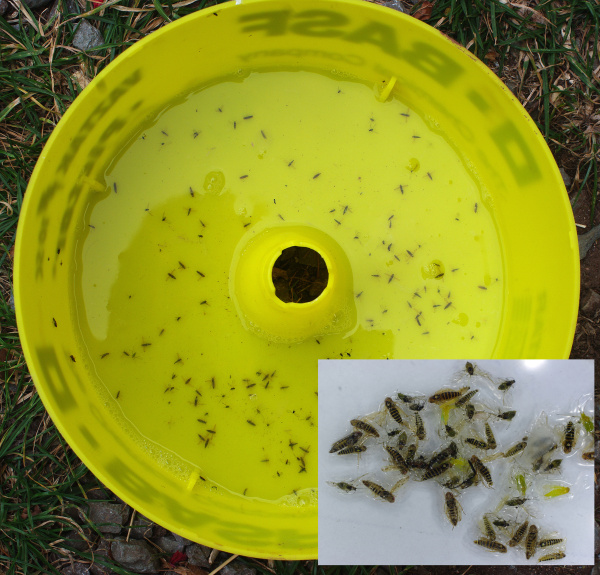 Odchyt kř&iacute;sků do Morickeho misky (foto&copy;Josef Pozděna)