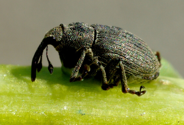 Krytonosec čtyřzub&yacute; (foto&copy;Josef Pozděna)