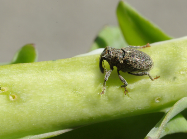 Krytonosec čtyřzub&yacute; na řap&iacute;ku řepky (foto&copy;Josef Pozděna)
