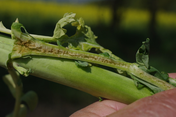 Vykousan&eacute; vnitřky řap&iacute;ků larvami krytonosce čtyřzub&eacute;ho (foto&copy;Josef Pozděna)