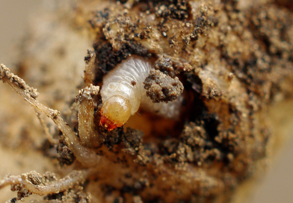 Larva krytonosce kořenov&eacute;ho s&nbsp;mohutn&yacute;m kousac&iacute;m &uacute;stroj&iacute;m (foto&copy;Josef Pozděna)