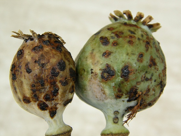 krytonosec makovicov&yacute; - po&scaron;kozen&iacute; makovic (foto Jaroslav Rod)