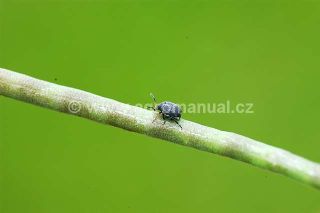 Krytonosec &scaron;e&scaron;ulov&yacute; - dospělec