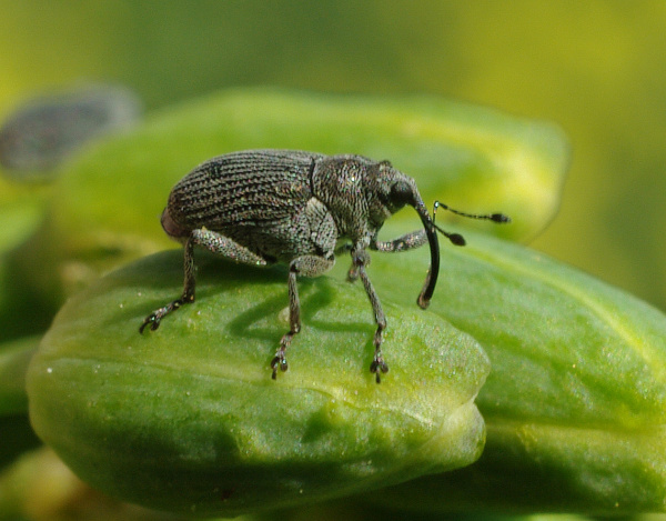 Krytonosec &scaron;e&scaron;ulov&yacute; (foto&copy;Josef Pozděna)