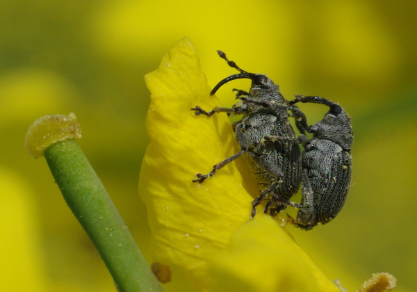 Krytonosec &scaron;e&scaron;ulov&yacute; (foto&copy;Josef Pozděna)