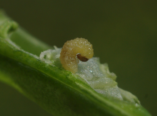 Krytonosec &scaron;e&scaron;ulov&yacute; (foto&copy;Josef Pozděna)