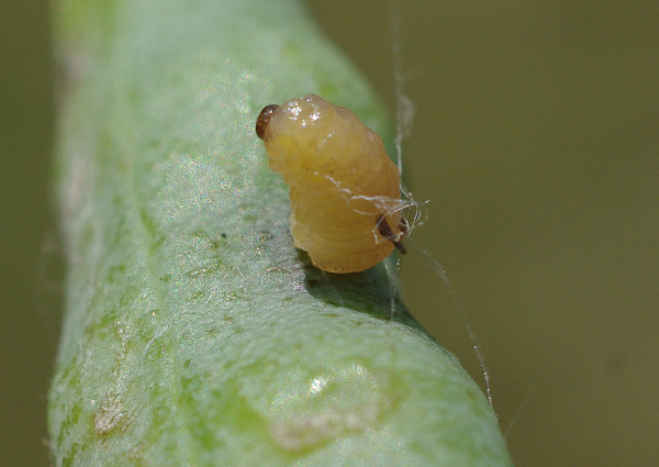 Krytonosec &scaron;e&scaron;ulov&yacute; (foto&copy;Josef Pozděna)