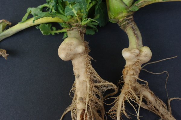 H&aacute;lky krytonosce zeln&eacute;ho (foto&copy;Josef Pozděna)