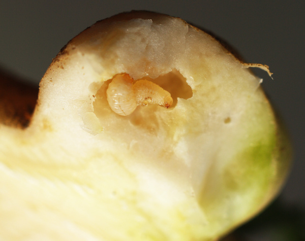 Ve srostl&yacute;ch h&aacute;lk&aacute;ch může b&yacute;t v&iacute;ce larev (foto&copy;Josef Pozděna)