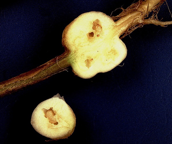 krytonosec zeln&yacute; - průřezy h&aacute;lkami (foto Jaroslav Rod)