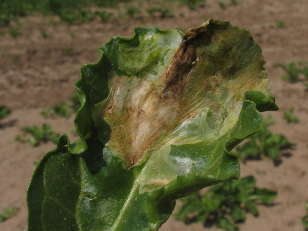 Napaden&iacute; listu květilkou řepnou (foto&copy;Josef Pozděna)