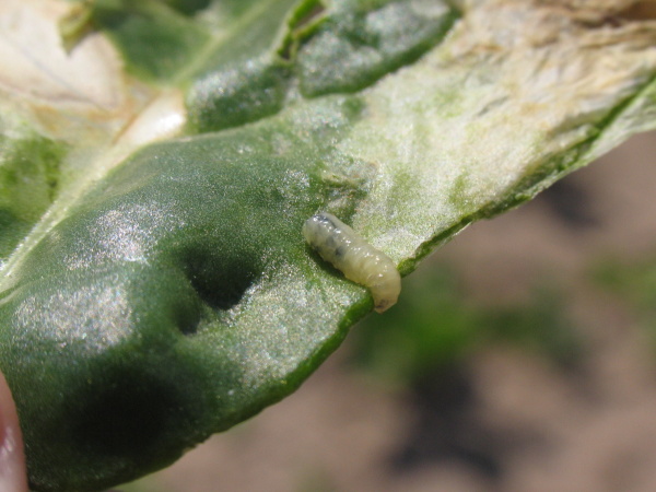 Larva květilky uvnitř miny (foto&copy;Josef Pozděna)