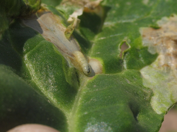 Larva květilky řepn&eacute; na listu (foto&copy;Josef Pozděna)