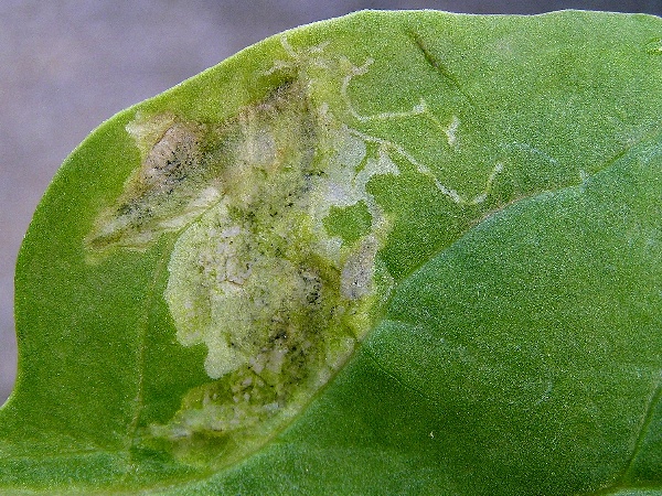 Květilka řepn&aacute;  - list &scaron;pen&aacute;tu (foto Jaroslav Rod)