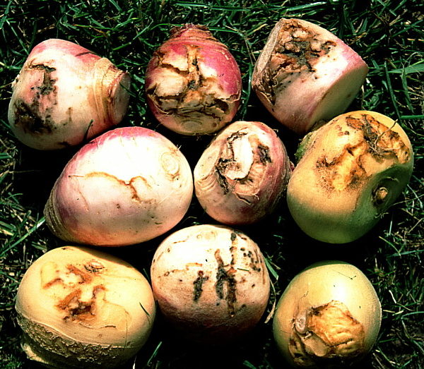 květilka zeln&aacute; -  po&scaron;kozen&eacute; bulvy vodnice (foto Jaroslav Rod)