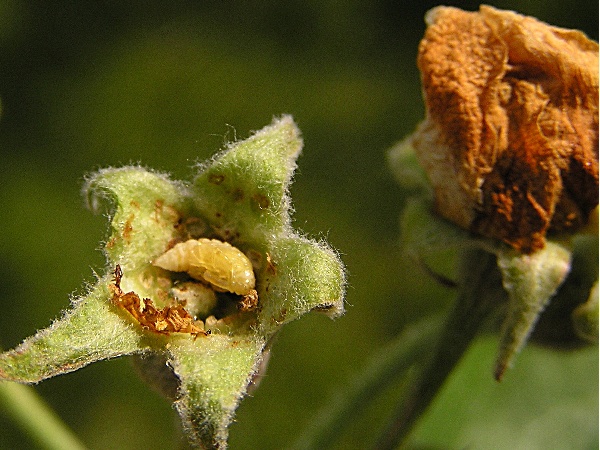 květopas jabloňov&yacute; -  kukla uvnitř poupěte (foto Jaroslav Rod)