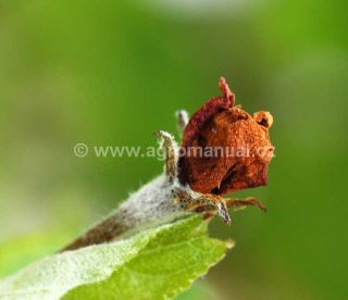 Květ po&scaron;kozen&yacute; květopasem jabloňov&yacute;m