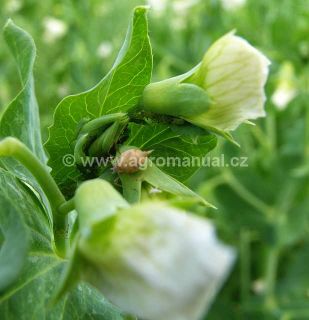 Parazitovan&yacute; dospělec