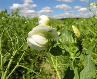 Kyjatka hrachov&aacute; na květu