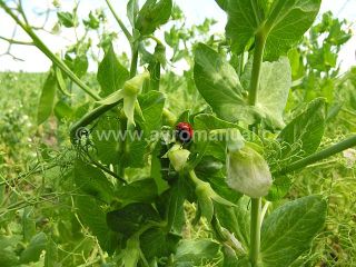 Slun&eacute;čko sedmitečn&eacute; je v&yacute;znamn&yacute;m pred&aacute;torem nejen kyjatek, ale v&scaron;ech m&scaron;ic