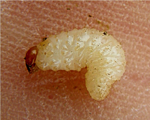 lalokonosec libečkov&yacute; - larva (foto Jaroslav Rod)