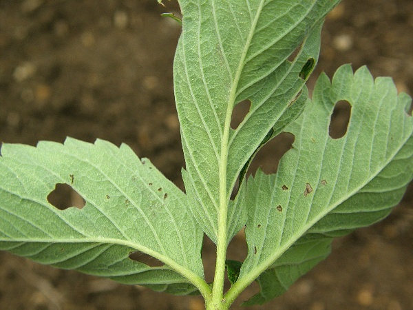 lalokonosec libečkov&yacute; - ž&iacute;r dospělců na listru jahodn&iacute;ku (foto Jaroslav Rod)