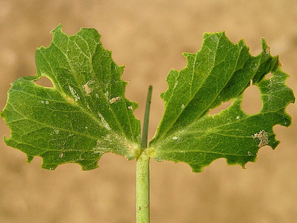 listopas č&aacute;rkovan&yacute; - po&scaron;kozen&iacute; listů hrachu (foto Jaroslav Rod)