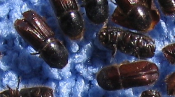 Brouci l&yacute;kožrouta (foto&copy;Josef Pozděna)