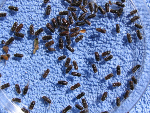 Brouci l&yacute;kožrouta (foto&copy;Josef Pozděna)