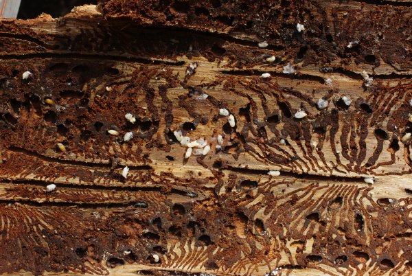 Larvy l&yacute;kožrouta (foto&copy;Josef Pozděna)