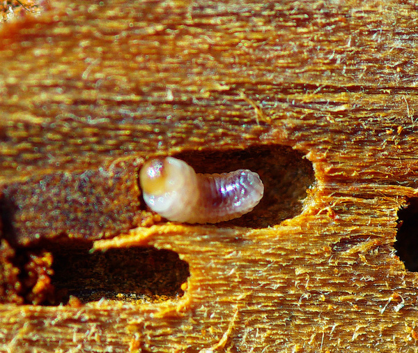 Larvy l&yacute;kožrouta (foto&copy;Josef Pozděna)