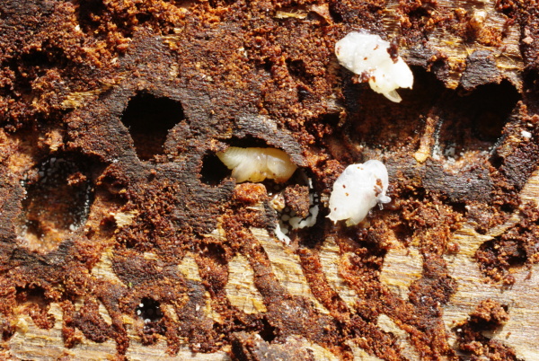 Posledn&iacute; v&yacute;vojov&eacute; stadium larvy (foto&copy;Josef Pozděna)