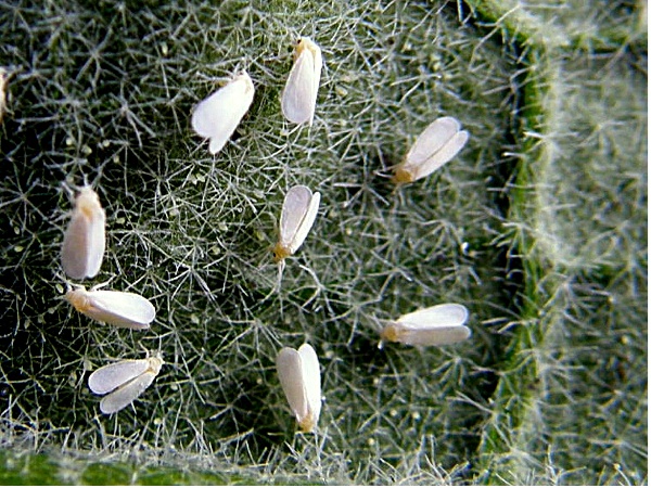 molice sklen&iacute;kov&aacute; -  durman (foto Jaroslav Rod)