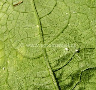 Molice sklen&iacute;kov&aacute; na okurce