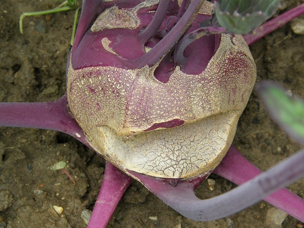 mravenci - po&scaron;kozen&iacute; kedlubnu (foto Jaroslav Rod)
