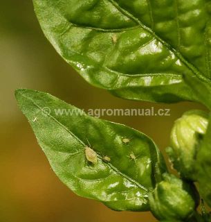 M&scaron;ice broskvoňov&aacute;