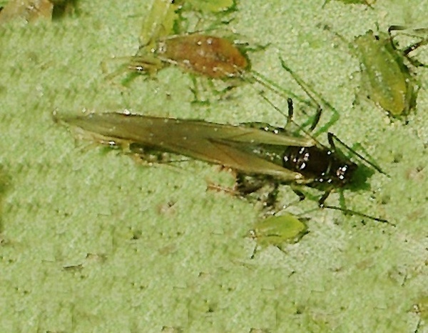 Okř&iacute;dlen&aacute; samička m&scaron;ice broskvoňov&eacute; (foto&copy;Josef Pozděna)