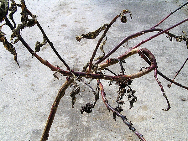 m&scaron;ice broskvoňov&aacute; - deformace letorostů broskvoně (foto Jaroslav Rod)