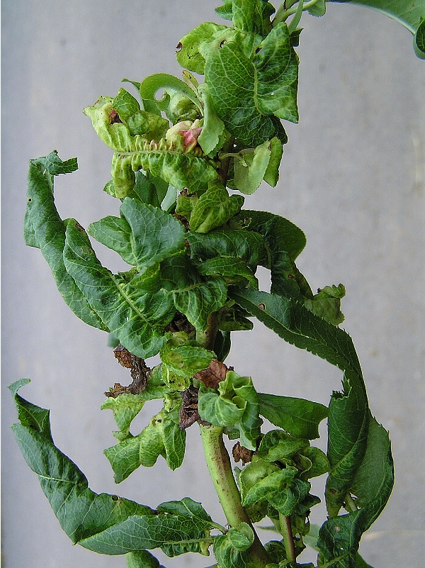 m&scaron;ice broskvoňov&aacute; - př&iacute;znaky na letorostu broskvoně (foto Jaroslav Rod)