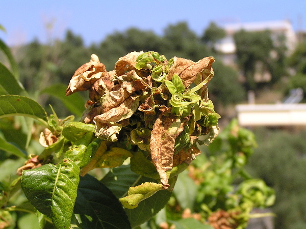 m&scaron;ice hn&iacute;zdotvorn&aacute; - broskvoň (foto Jaroslav Rod)