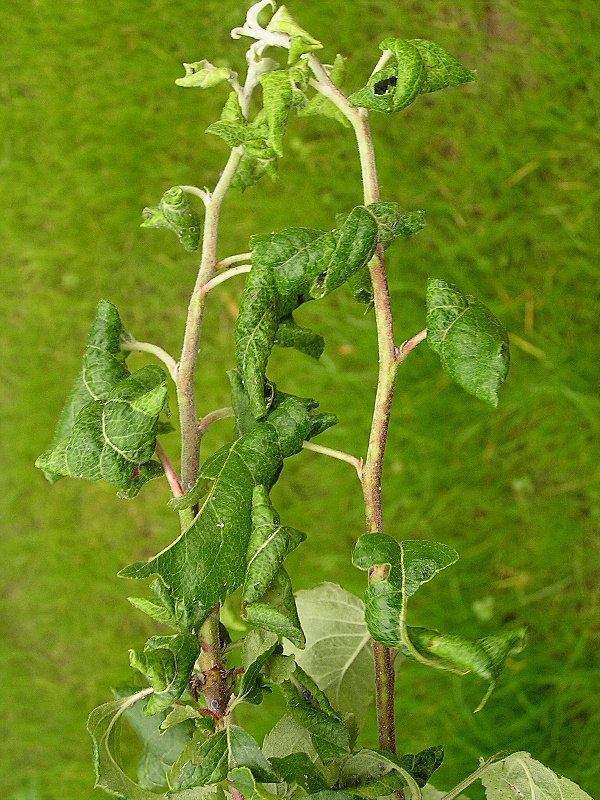 m&scaron;ice jabloňov&aacute; - po&scaron;kozen&iacute; letorostů (foto Jaroslav Rod)