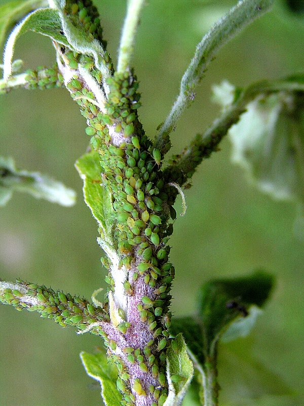 m&scaron;ice jabloňov&aacute; (foto Jaroslav Rod)