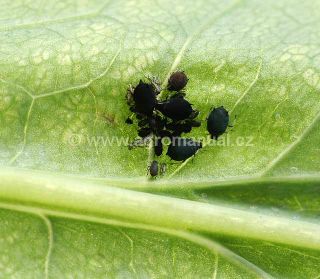 M&scaron;ice makov&aacute;