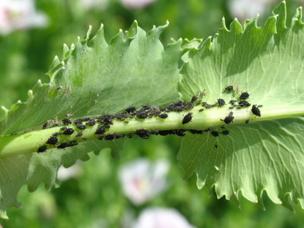 M&scaron;ice makov&aacute; na m&aacute;ku (foto&copy;Josef Pozděna