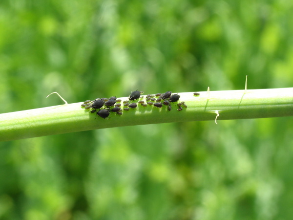 M&scaron;ice makov&aacute; na stonku m&aacute;ku (foto&copy;Josef Pozděna)