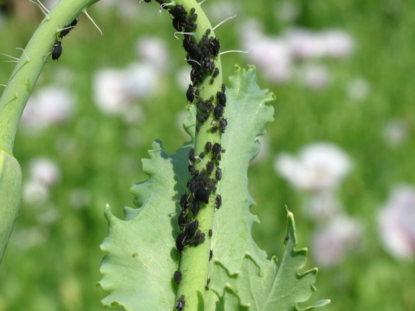 M&scaron;ice makov&aacute; na stonku pod květem (foto&copy;Josef Pozděna)