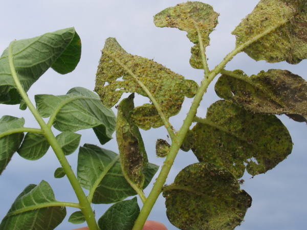 M&scaron;ice na brambor&aacute;ch (foto&copy;Josef Pozděna)
