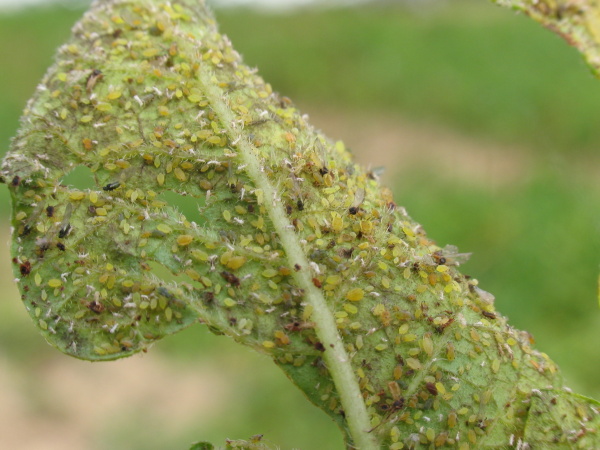 Na listech jsou přev&aacute;žně m&scaron;ice broskvoňov&eacute; (foto&copy;Josef Pozděna)