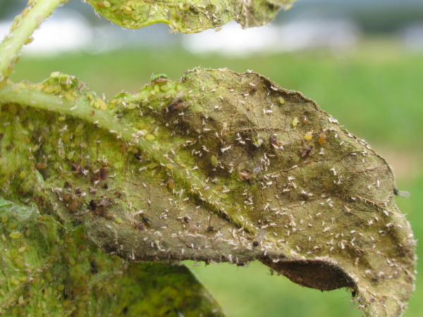 Odum&iacute;r&aacute;n&iacute; m&scaron;ic na listu brambor (foto&copy;Josef Pozděna)